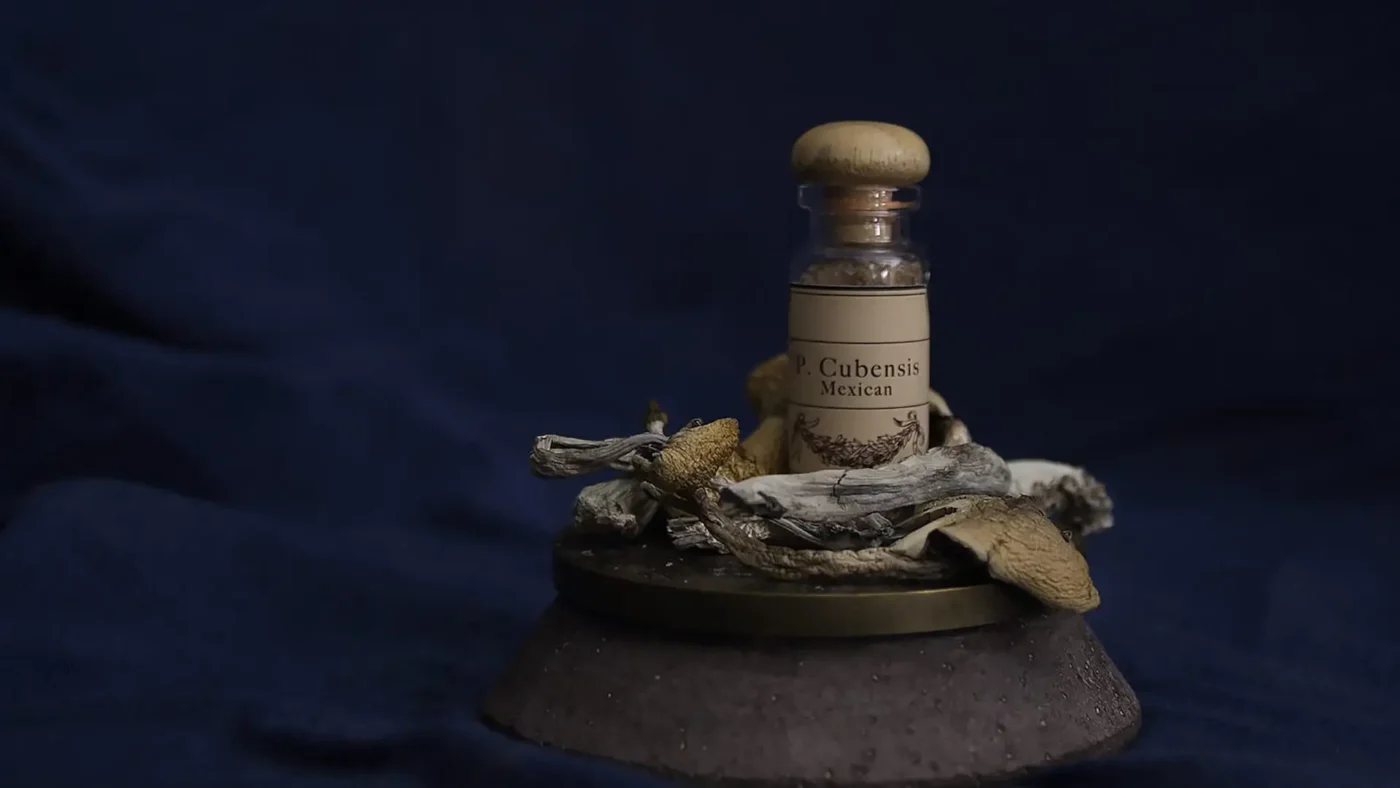 What Happens During a Psilocybin Therapy Session