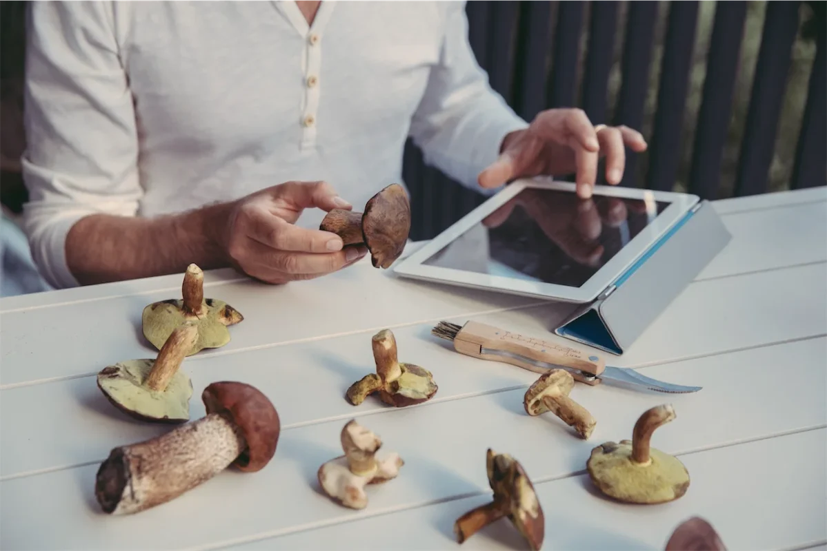 How to Store Magic Mushrooms